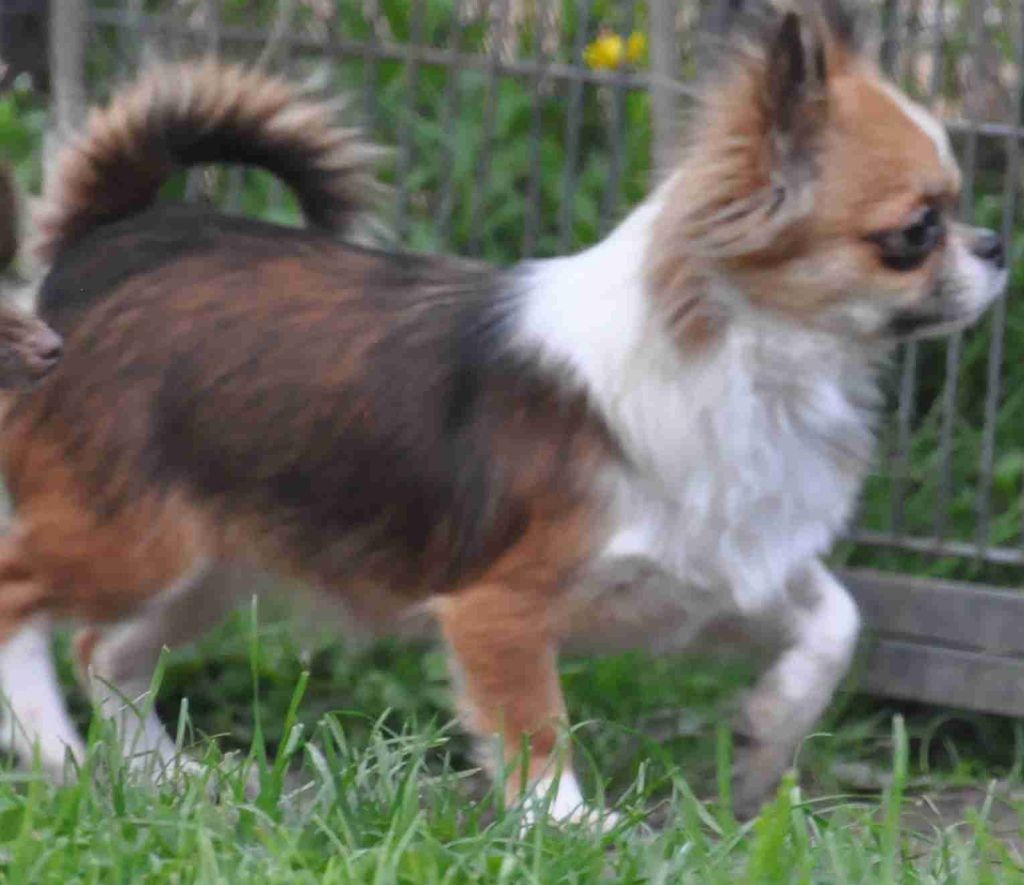 Les Chihuahua de l'affixe de Ling Dechen