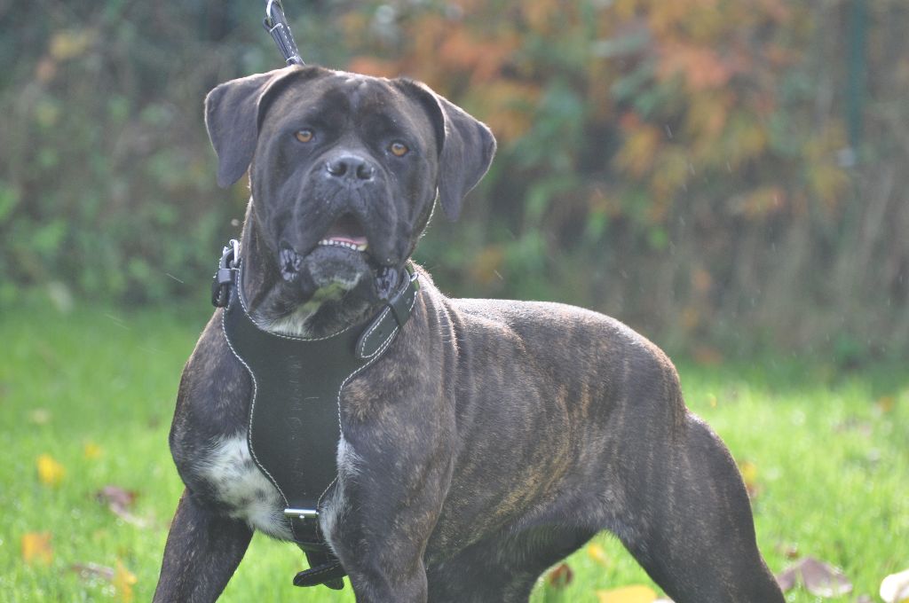 Les Cane Corso de l'affixe de Ling Dechen