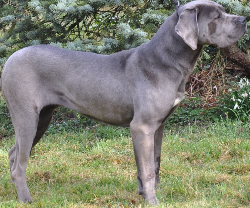 Les Cane Corso de l'affixe de Ling Dechen