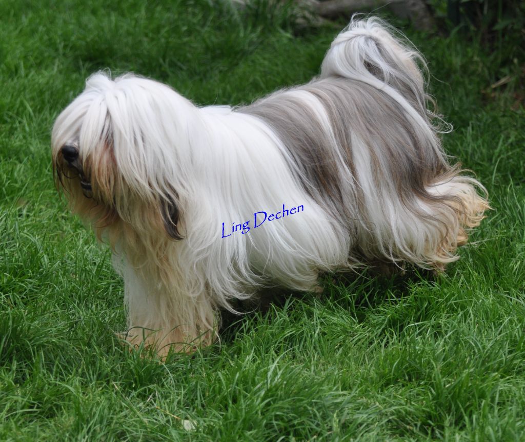 Les Terrier Tibetain de l'affixe de Ling Dechen