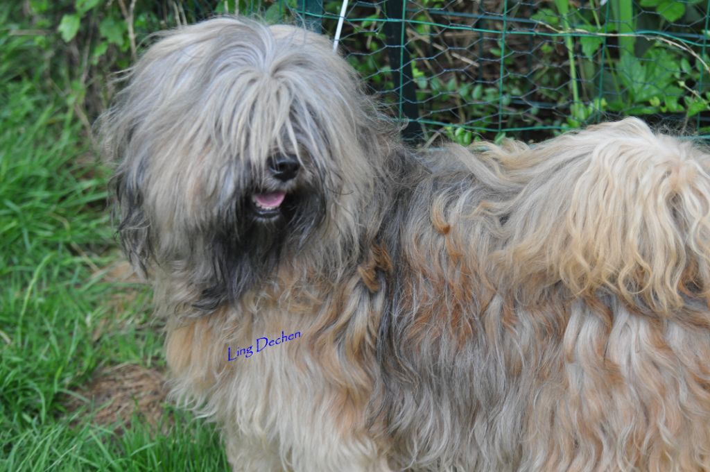 Les Terrier Tibetain de l'affixe de Ling Dechen