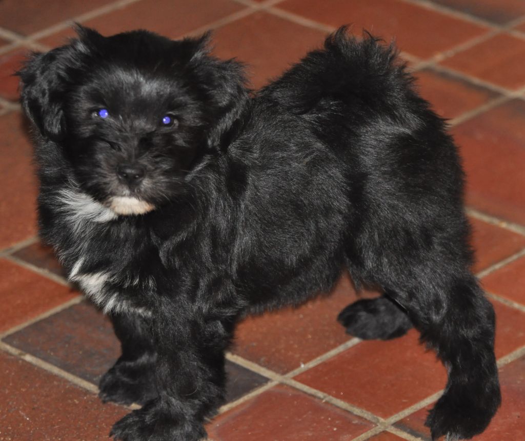 de Ling Dechen - Chiot disponible  - Terrier Tibetain