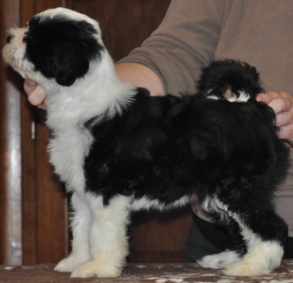 chiot Terrier Tibetain de Ling Dechen