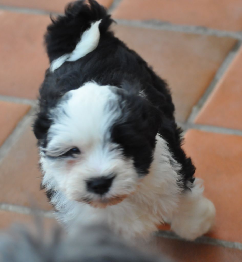 de Ling Dechen - Chiot disponible  - Terrier Tibetain