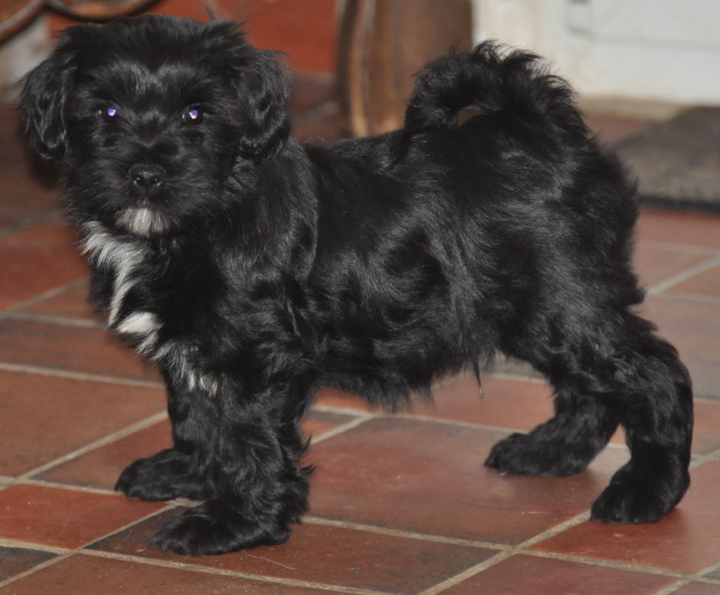 de Ling Dechen - Chiot disponible  - Terrier Tibetain