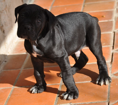 de Ling Dechen - Cane Corso - Portée née le 23/12/2024