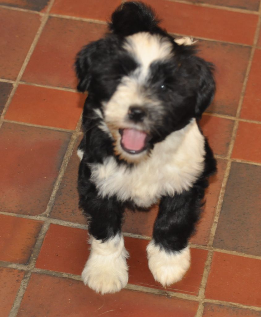 de Ling Dechen - Chiot disponible  - Terrier Tibetain