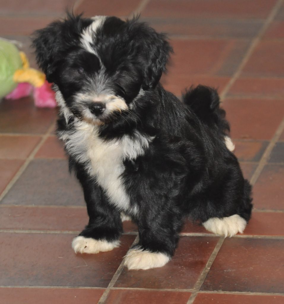 de Ling Dechen - Chiot disponible  - Terrier Tibetain