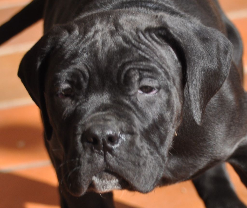 de Ling Dechen - Chiot disponible  - Cane Corso