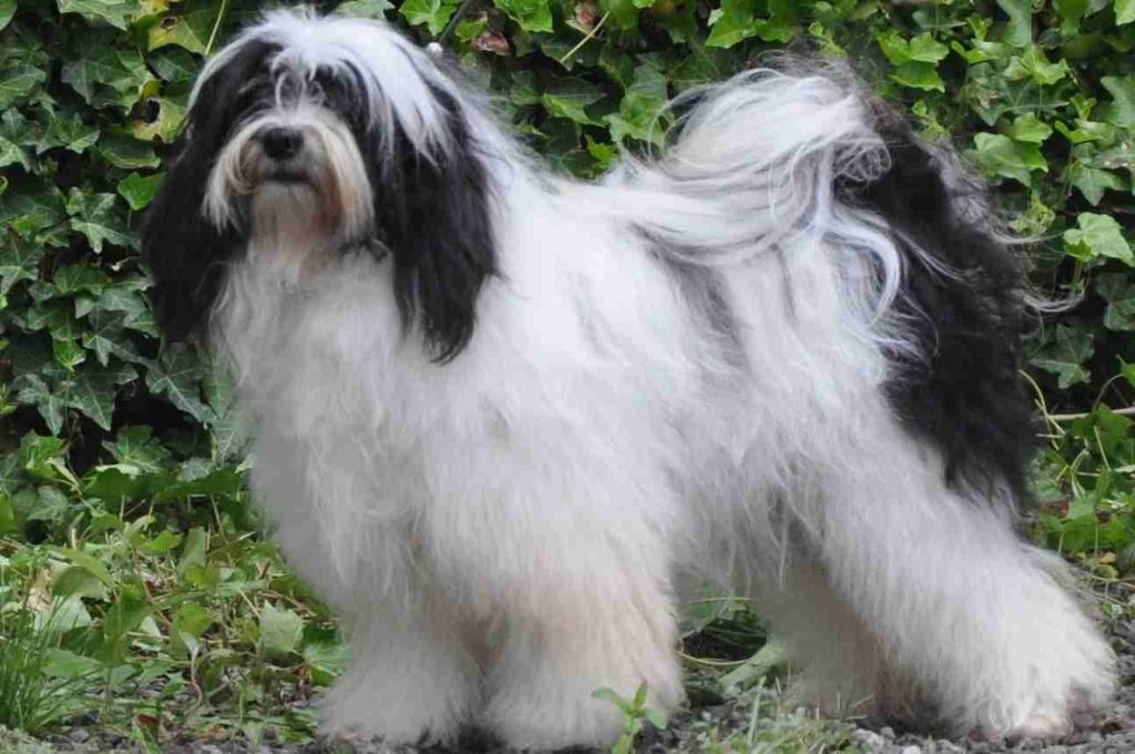 H'yeshe lamleh de Ling Dechen