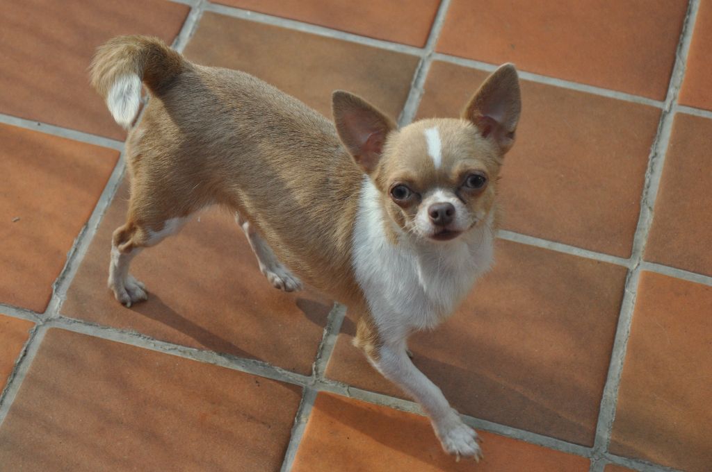 Love me tender de Ling Dechen