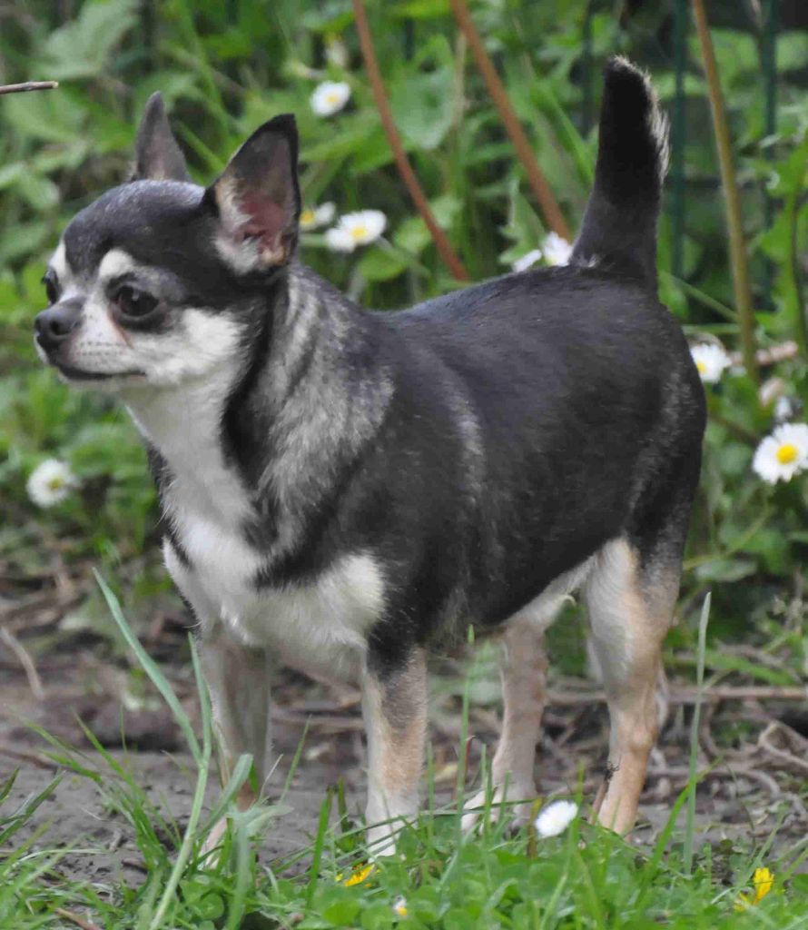 Maeva de Ling Dechen