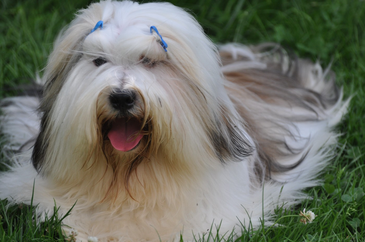 CH. Nedong lamleh tibet de Ling Dechen