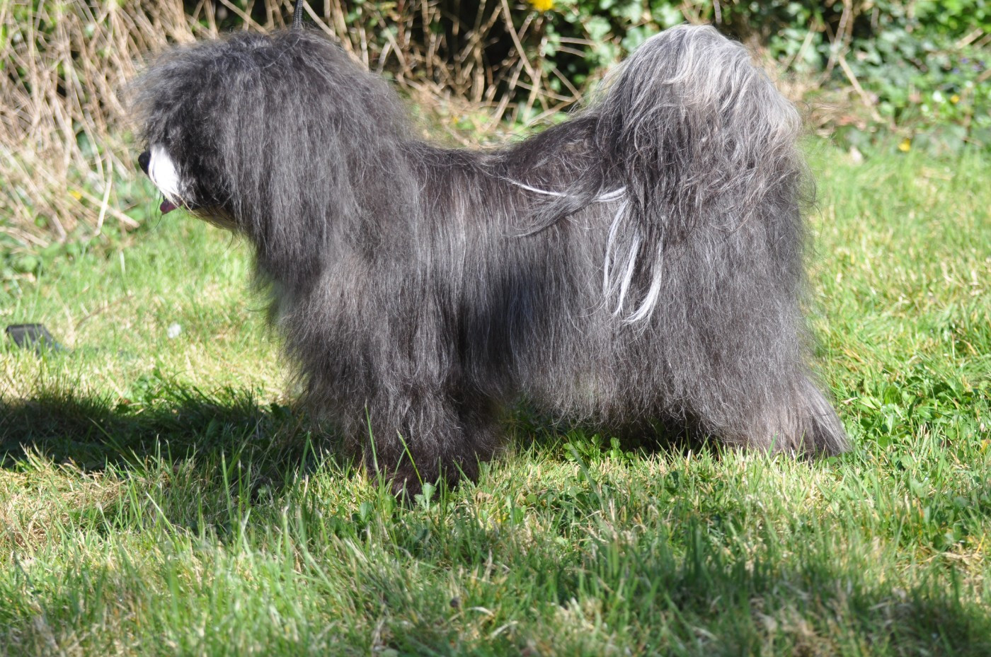 Vizir tibet lamleh de Ling Dechen