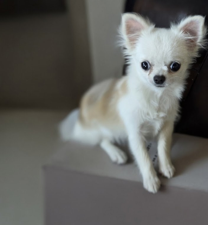 ATINA de Ling Dechen