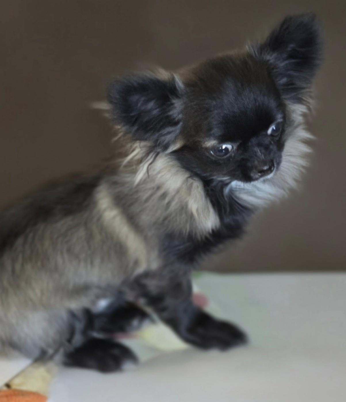 ADONIS de Ling Dechen