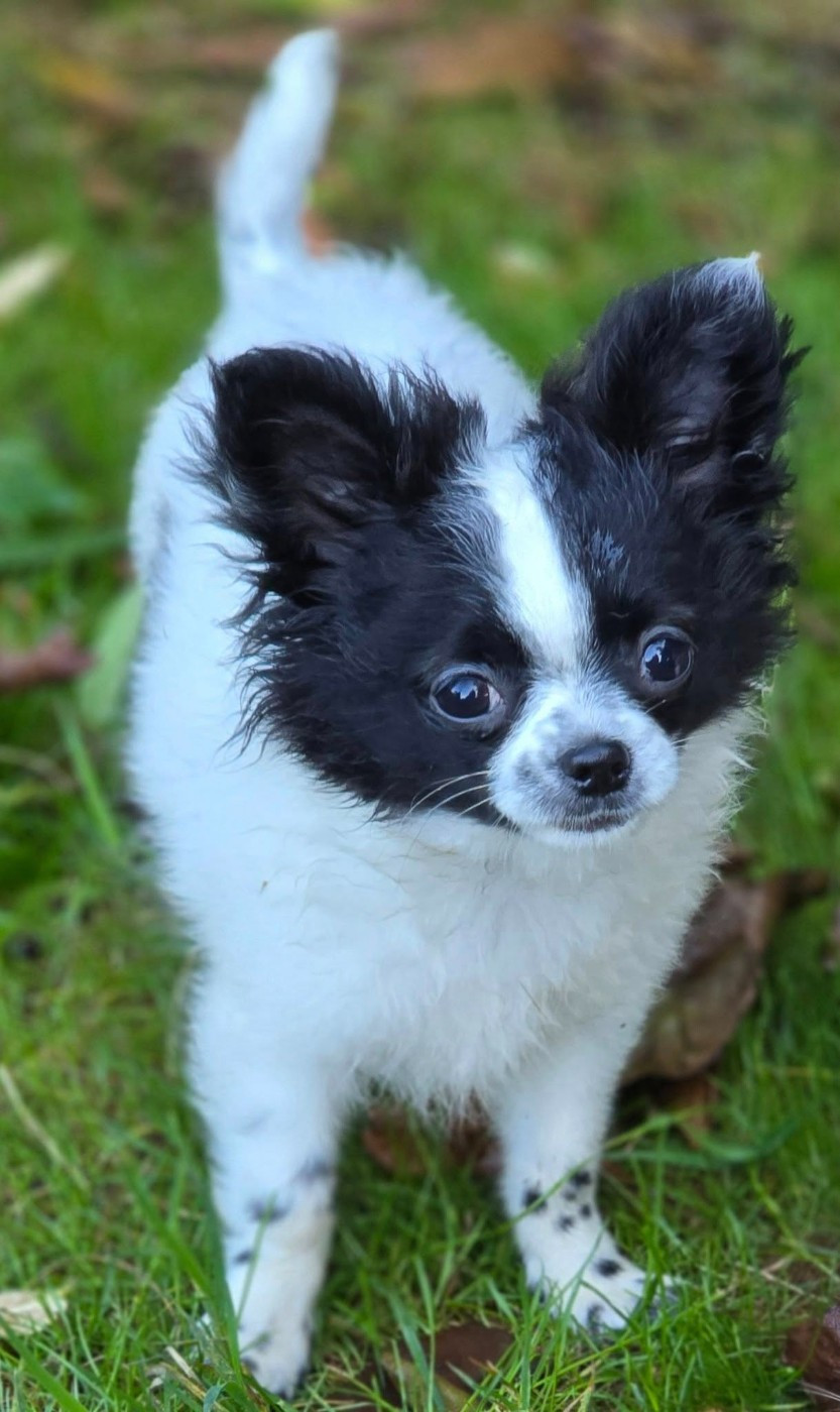 ANGEL de Ling Dechen