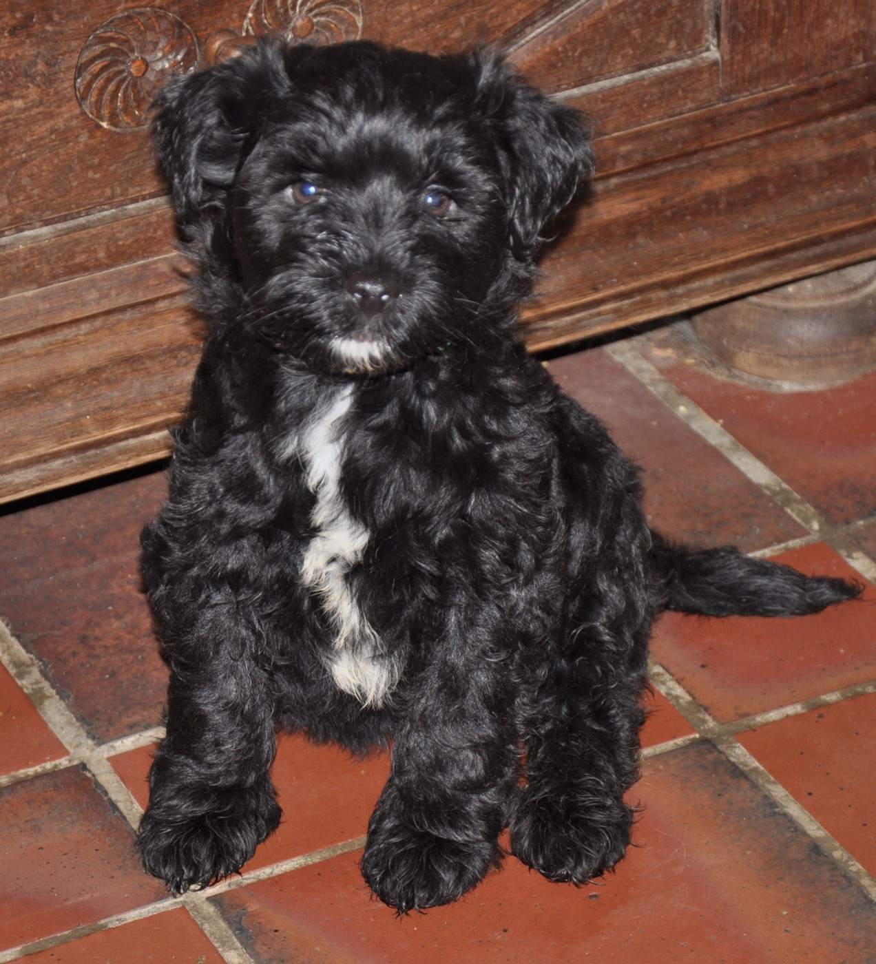 deux mâles disponibles de suite