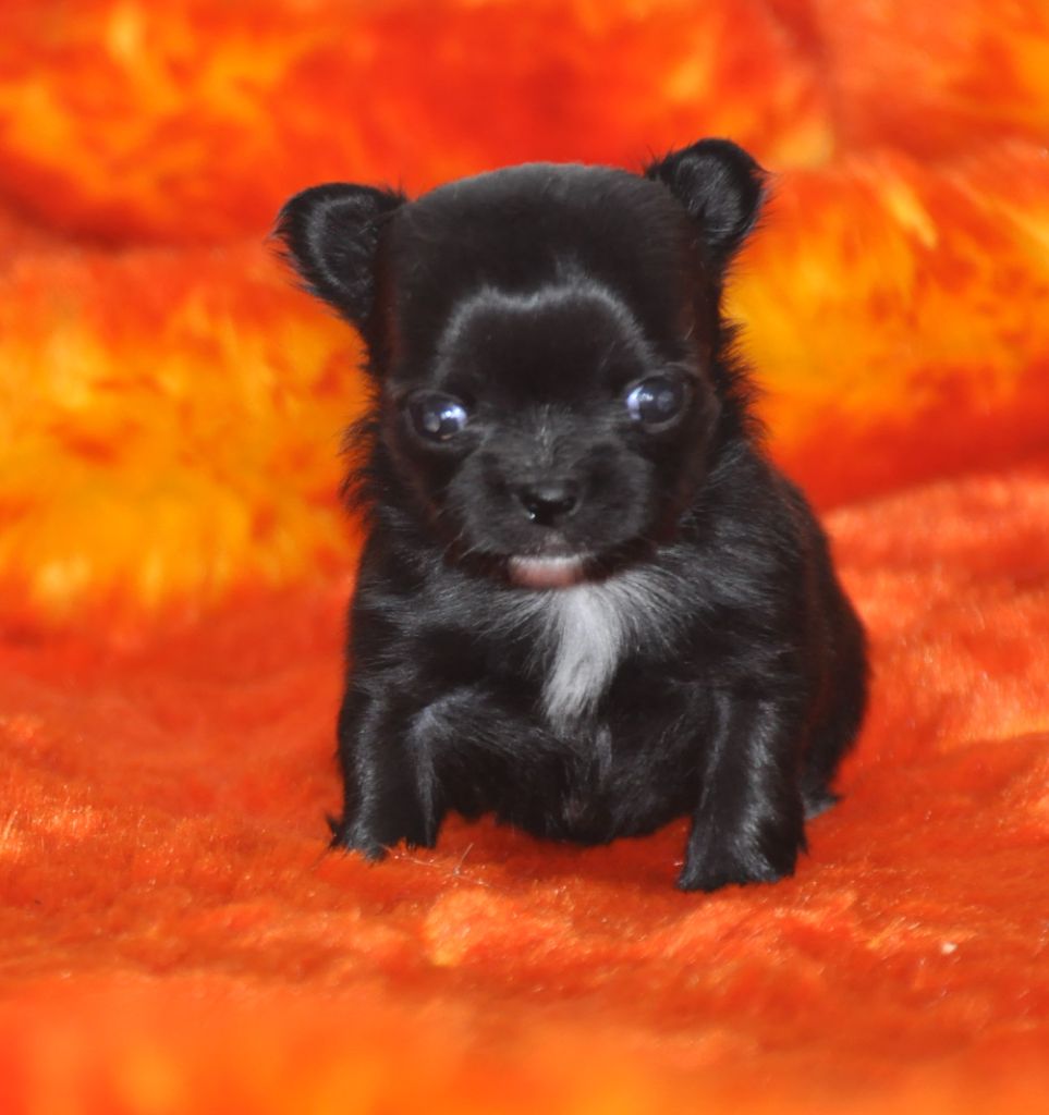 chiots disponibles