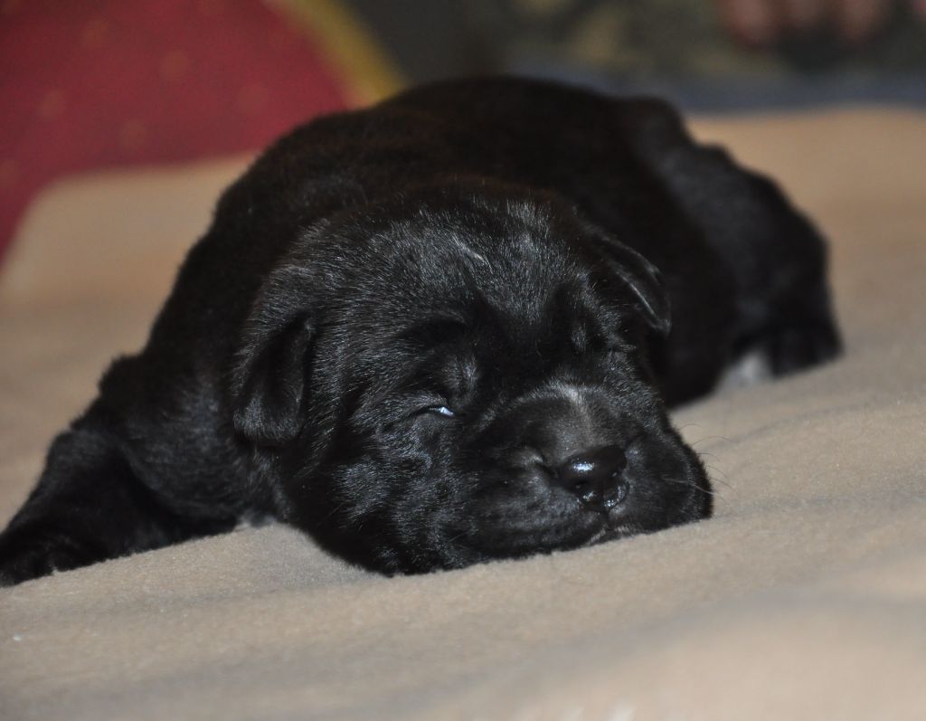 de Ling Dechen - Chiots disponibles - Cane Corso