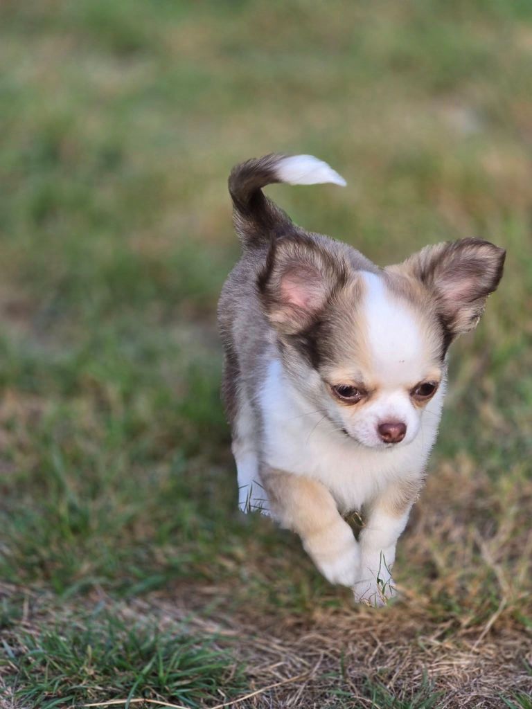 de Ling Dechen - Chiots disponibles - Chihuahua