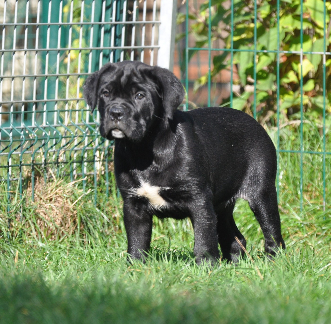 de Ling Dechen - Chiots disponibles - Cane Corso