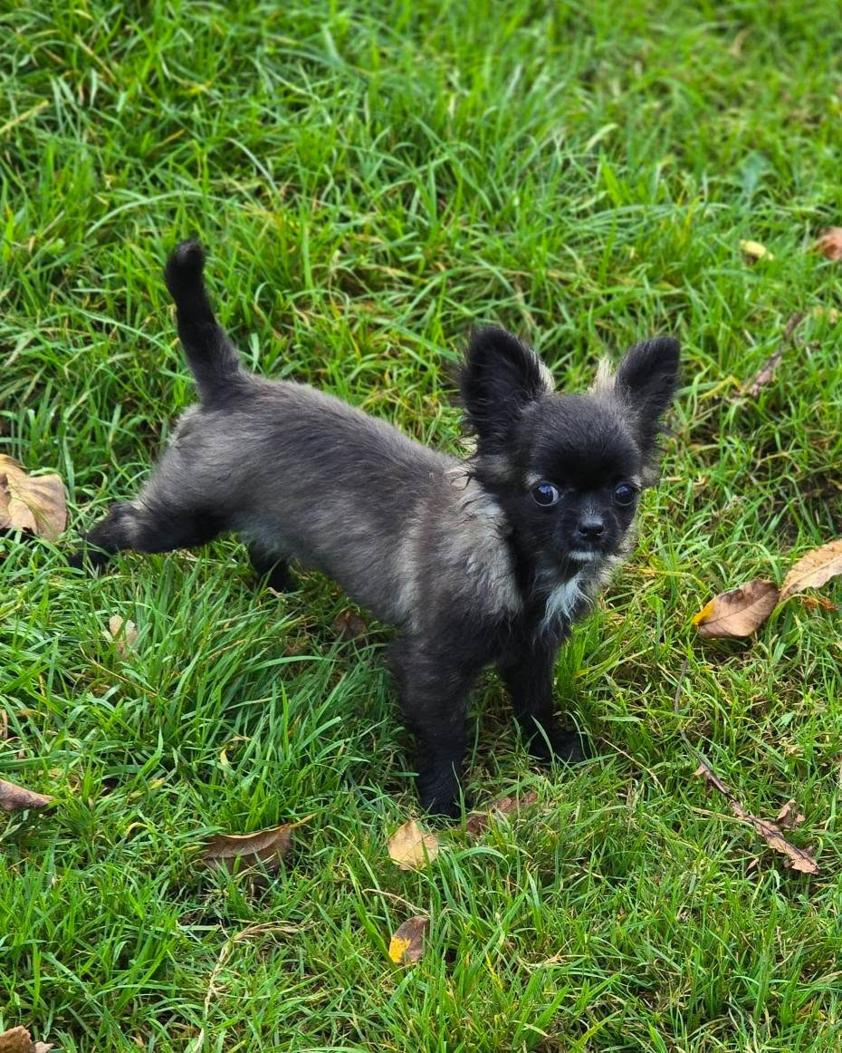 de Ling Dechen - Chiots disponibles - Chihuahua