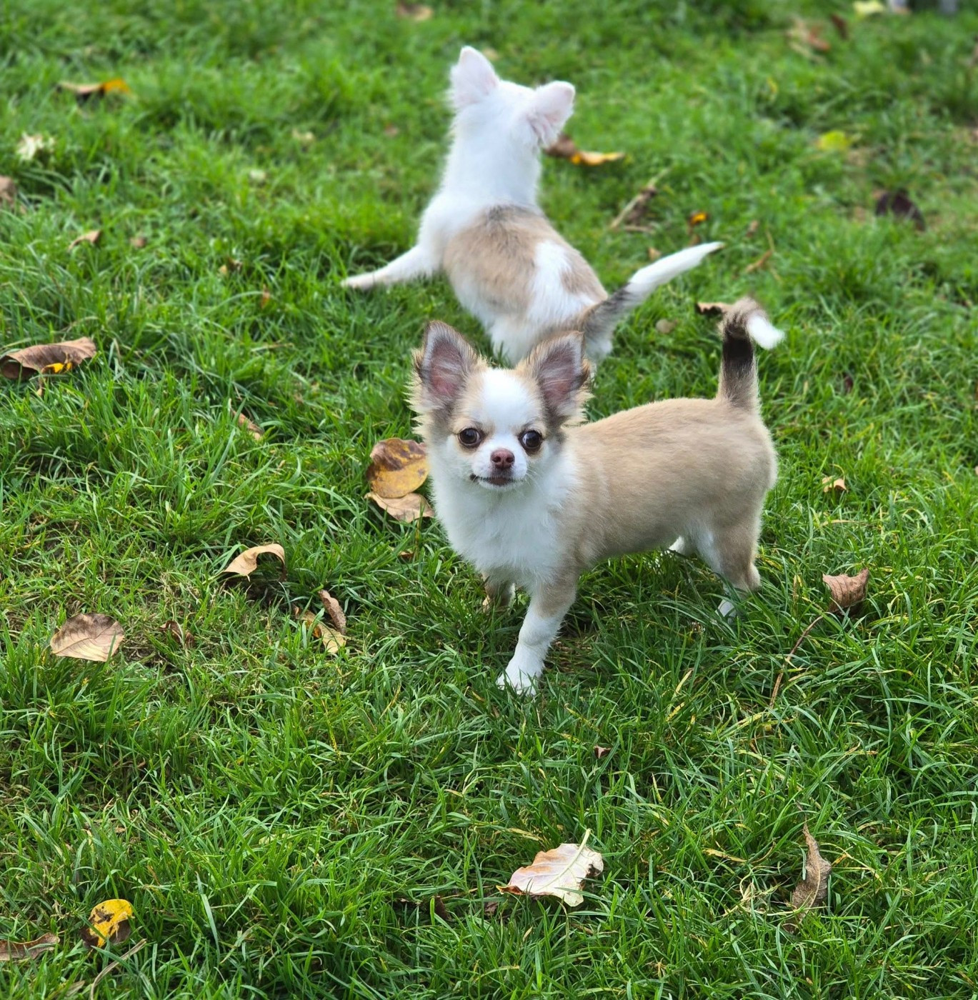 de Ling Dechen - Chiots disponibles - Chihuahua
