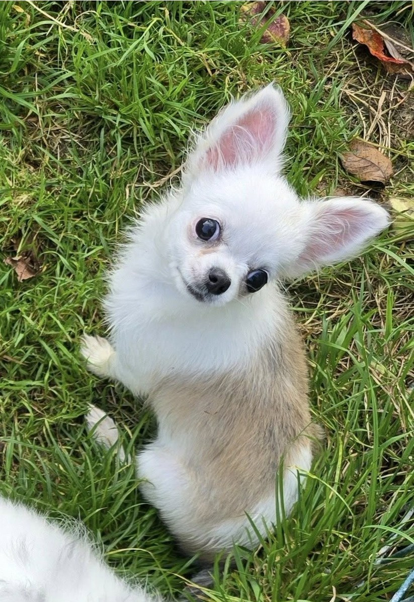 de Ling Dechen - Chiots disponibles - Chihuahua