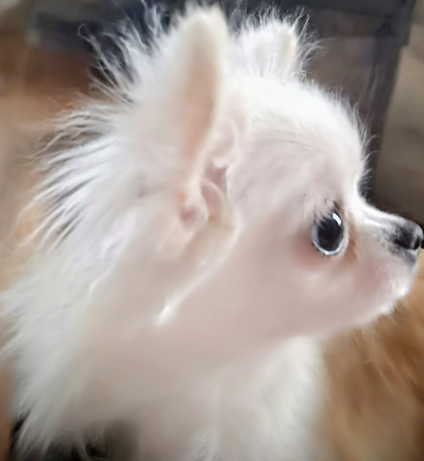 de Ling Dechen - Chiots disponibles - Chihuahua