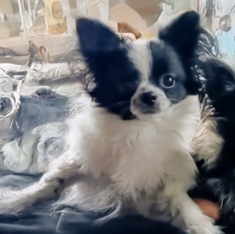 de Ling Dechen - Chiots disponibles - Chihuahua