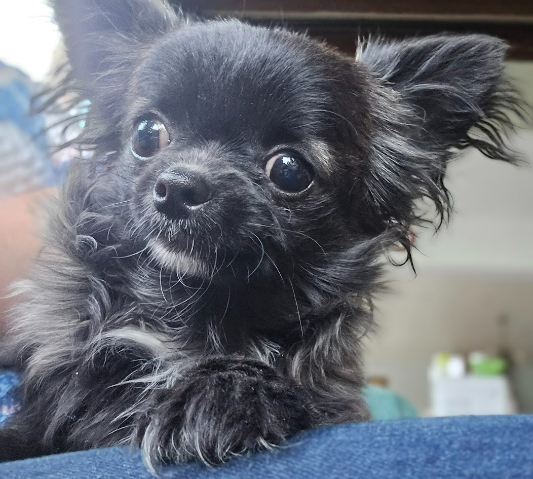 de Ling Dechen - Chiots disponibles - Chihuahua