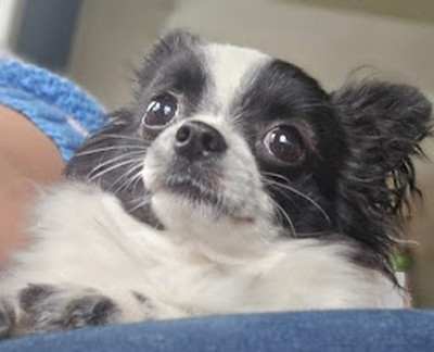 de Ling Dechen - Chiots disponibles - Chihuahua