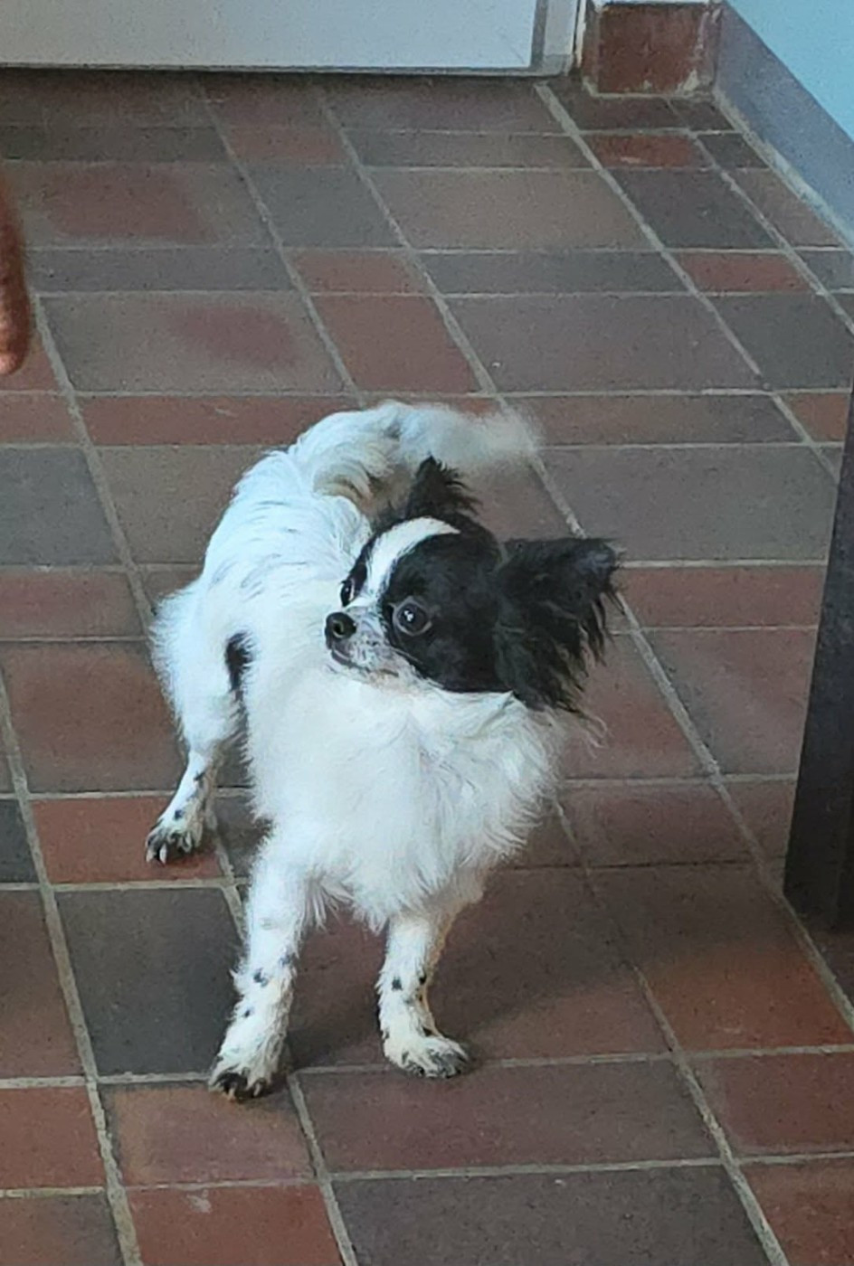 de Ling Dechen - Chiots disponibles - Chihuahua