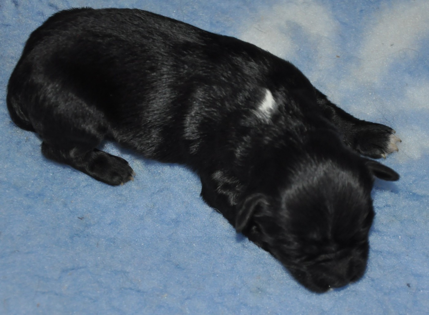 de Ling Dechen - Chiots disponibles - Terrier Tibetain