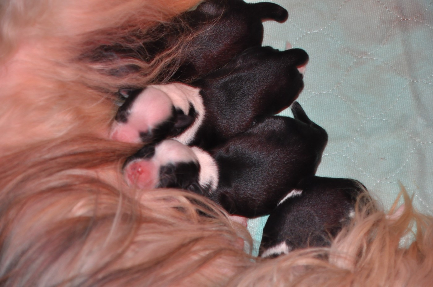 Chiot Terrier Tibetain de Ling Dechen