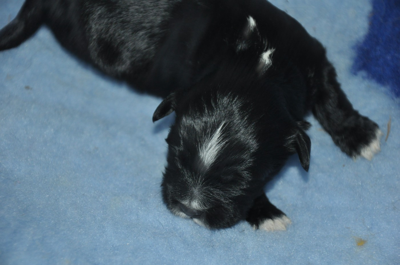 de Ling Dechen - Chiots disponibles - Terrier Tibetain