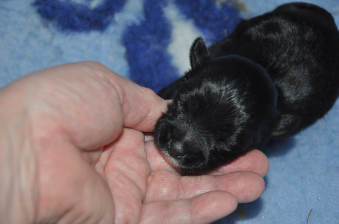 de Ling Dechen - Chiots disponibles - Terrier Tibetain