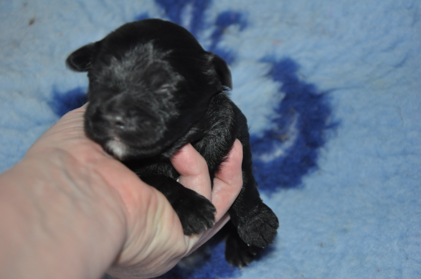 de Ling Dechen - Chiots disponibles - Terrier Tibetain