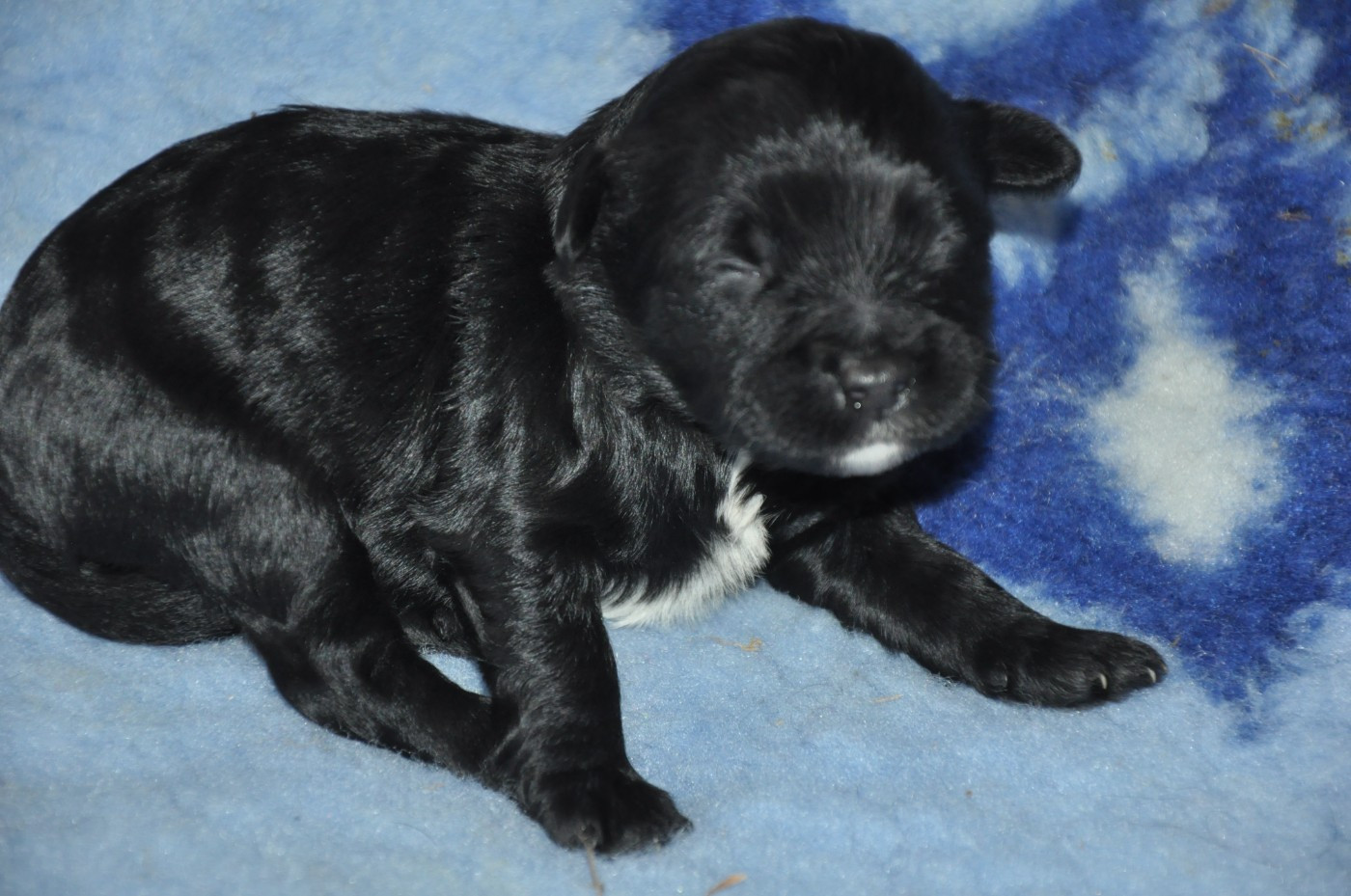 de Ling Dechen - Chiots disponibles - Terrier Tibetain