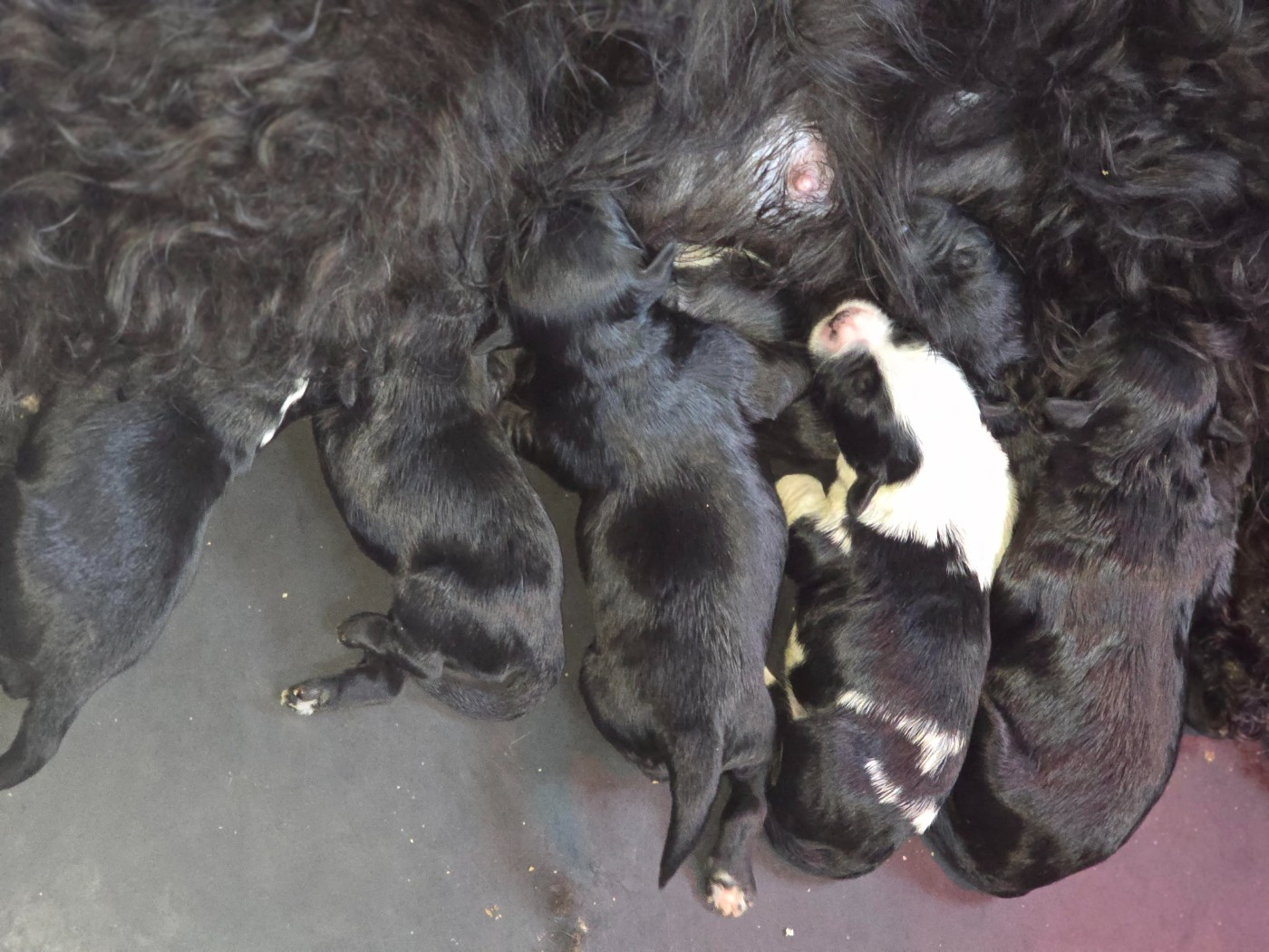 Chiot Terrier Tibetain de Ling Dechen