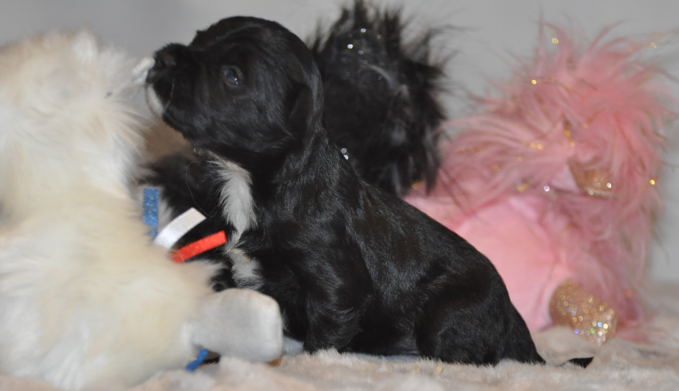 de Ling Dechen - Chiots disponibles - Terrier Tibetain