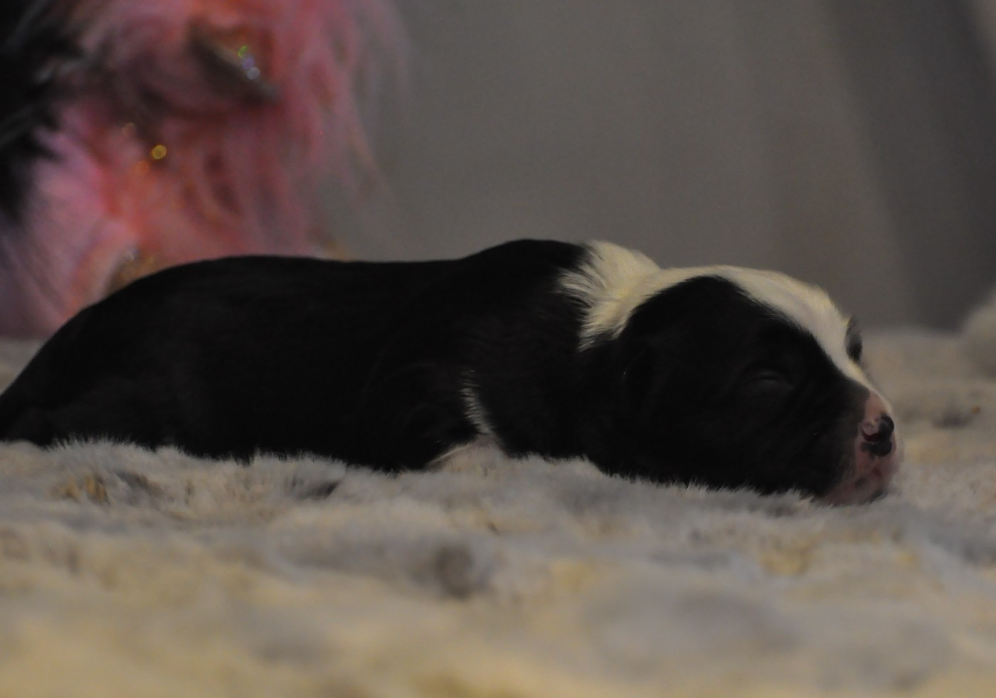 de Ling Dechen - Chiots disponibles - Terrier Tibetain