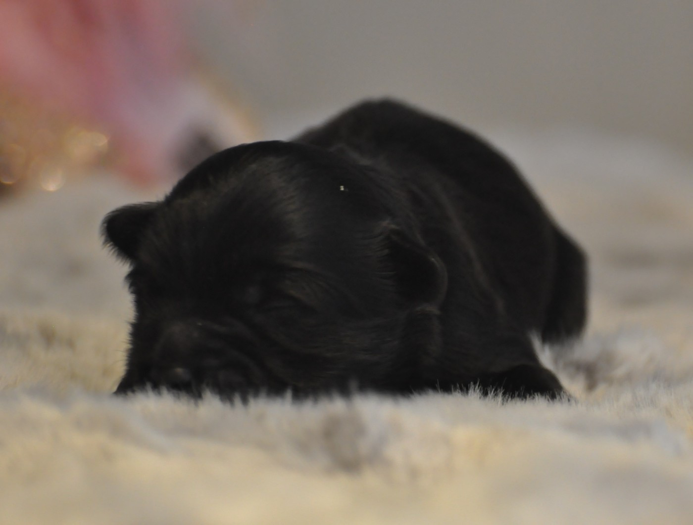 de Ling Dechen - Chiots disponibles - Terrier Tibetain