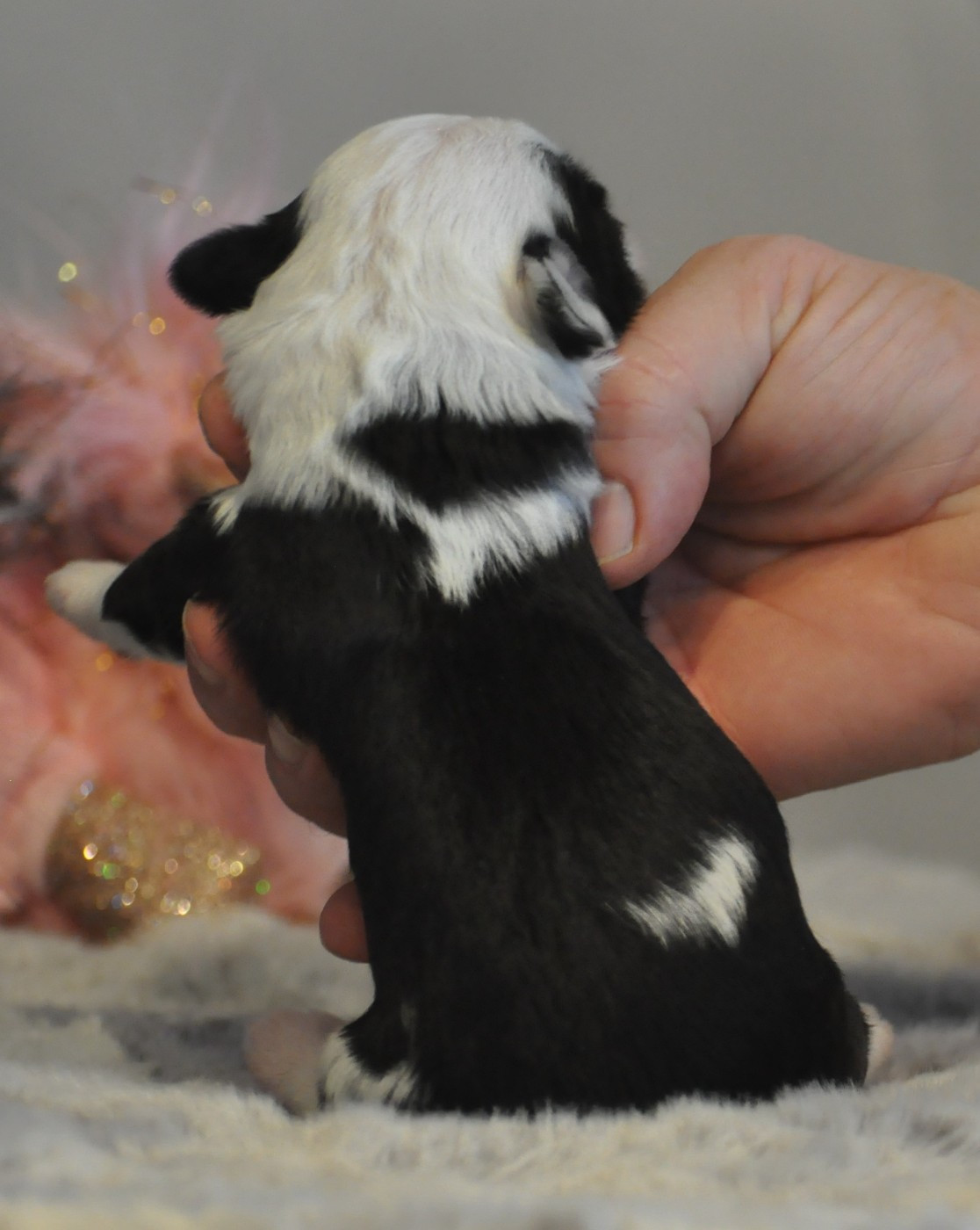 de Ling Dechen - Chiots disponibles - Terrier Tibetain