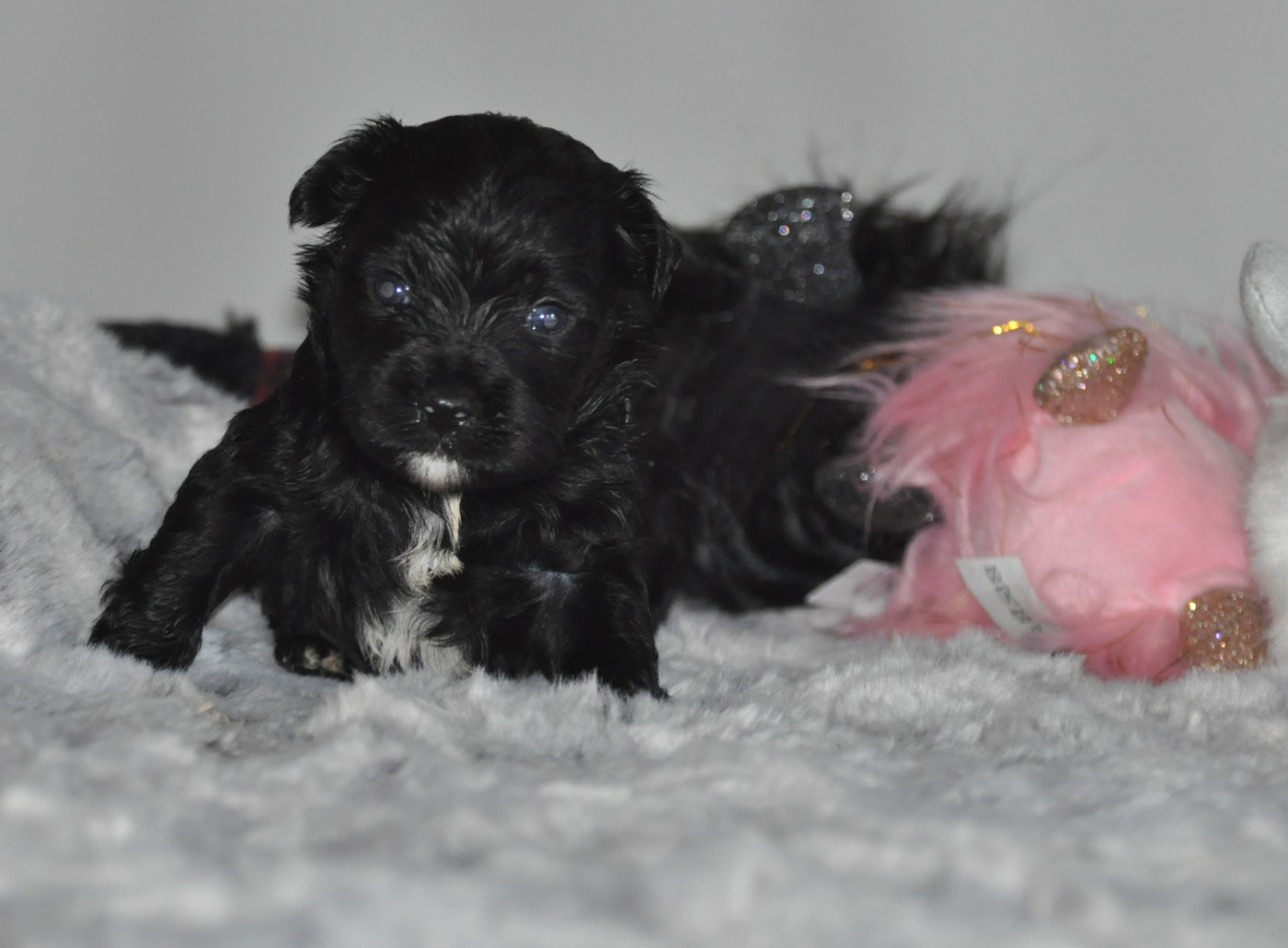 de Ling Dechen - Chiots disponibles - Terrier Tibetain
