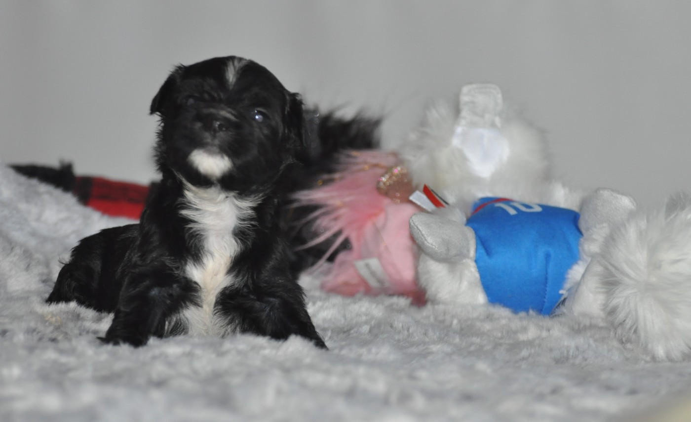 de Ling Dechen - Chiots disponibles - Terrier Tibetain