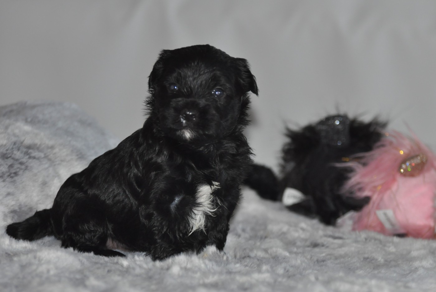 de Ling Dechen - Chiots disponibles - Terrier Tibetain
