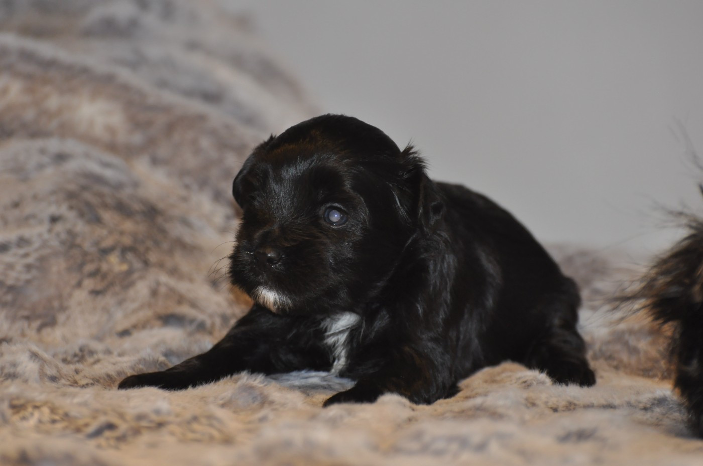 de Ling Dechen - Chiots disponibles - Terrier Tibetain