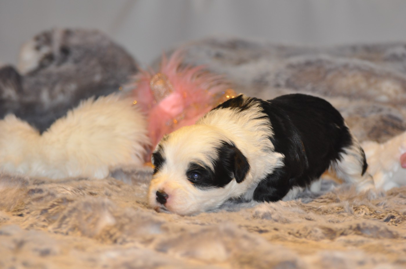 de Ling Dechen - Chiots disponibles - Terrier Tibetain